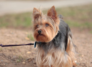 Dog Ignored On Walk