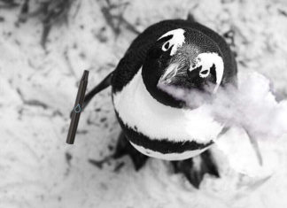 Adorable! Baby penguin learns to vape
