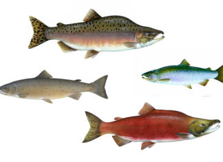 Seattle Has 50 Names for Salmon: Here Are 38 of Them