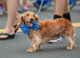 Local pet owners inspired by doggedly liberal canine