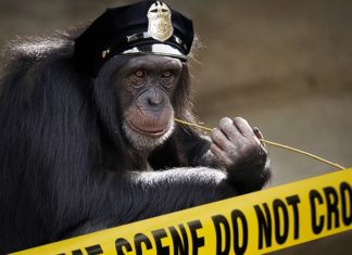 Seattle Police Welcome Sleuthing Crime Chimp
