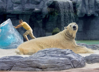 Zoo Removes Replica Icecaps from Polar Bear Exhibit