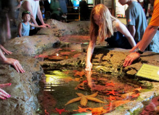Seattle Aquarium Touch Tide Pool Begs For Mercy