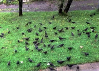 Man’s Front Yard Turns Into Cold-Blooded Murder Scene
