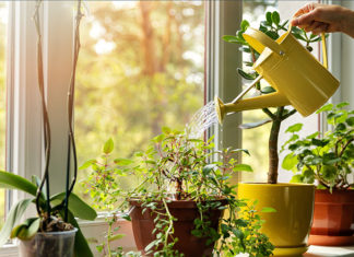 New Startup “WatR” Enters Home, Tends To Plants You’re Murdering With Negligence