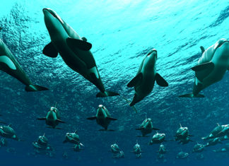 KOMO Reports Orca Transients Taking Over Puget Sound, Residents Struggling