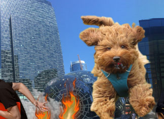 Genetically Enhanced ‘Super Doodle’ Escapes Rover HQ, Does Heckin’ Good Job Terrorizing Belltown