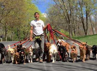 Nat-Geo Set to Document Dog Walker’s Record Leashed K9 Attempt
