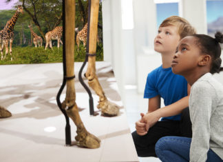 Burke Museum Unveils New Giraffe Skeleton in Ominous ‘5 to 10 Years, Tops’ Exhibit