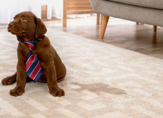 Office Dog Shamelessly Commits HR Violation in Middle of Sales Floor