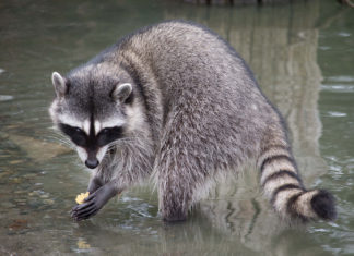 Raccoon Elder Council Recommends Washing Food for 20 Seconds with Weird Little Hands