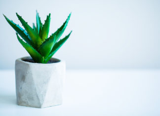 Underperforming Succulent Relegated to Toilet Decoration