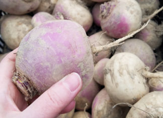 Man Kinda Wishes He Knew Second Stimulus Not Coming Before He Spent $49 on Single Turnip at PCC