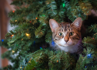 Cat Only Ornament Left on Tree