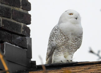 Wow! This Rare Arctic Snowy Owl Would Really Appreciate You Putting the Binoculars Down, Creep