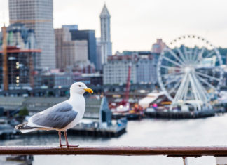Seagulls, Pigeons Cheer Return of Tourist Trash to Seattle After Dismal Summer of 2020