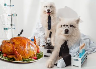 Dog Scientists Recommend Leaving Thanksgiving Turkey Unattended for 5 Minutes