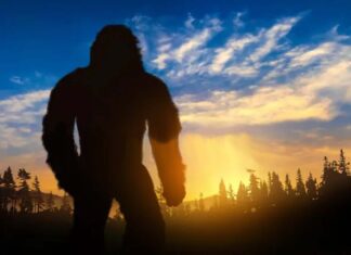 Sasquatch Finds Himself