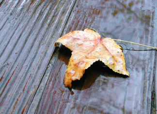 Leaf Starting to Think He’s Only One in City Not Getting Blown