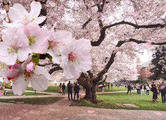 Pink Pony Club? These Cherry Blossoms Keep Flashing Everyone Their Petals
