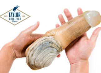 Taylor Shellfish Farms Introduces New Easier-to-Clean Geoducks