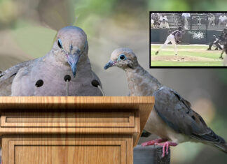 Family of Dove Killed by Randy Johnson Protest Number Retirement