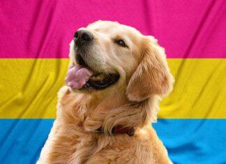 Golden Retriever Comes Out as Proud Pansexual