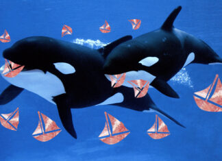 Picky Orca Calf Won’t Eat Rich Unless Cut Into Little Yacht Shapes