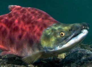 Introverted Salmon Anxious About Seeing Childhood Schoolmates In Spawning Stream