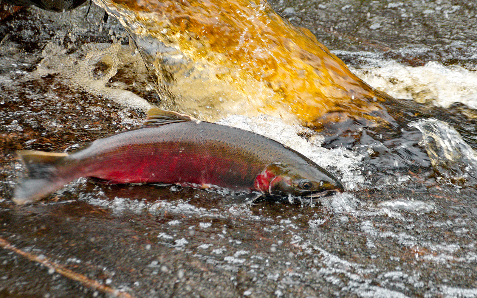 Tire Runoff Delicious, ‘But I Know It’s Bad For Me,’ Says Local Salmon