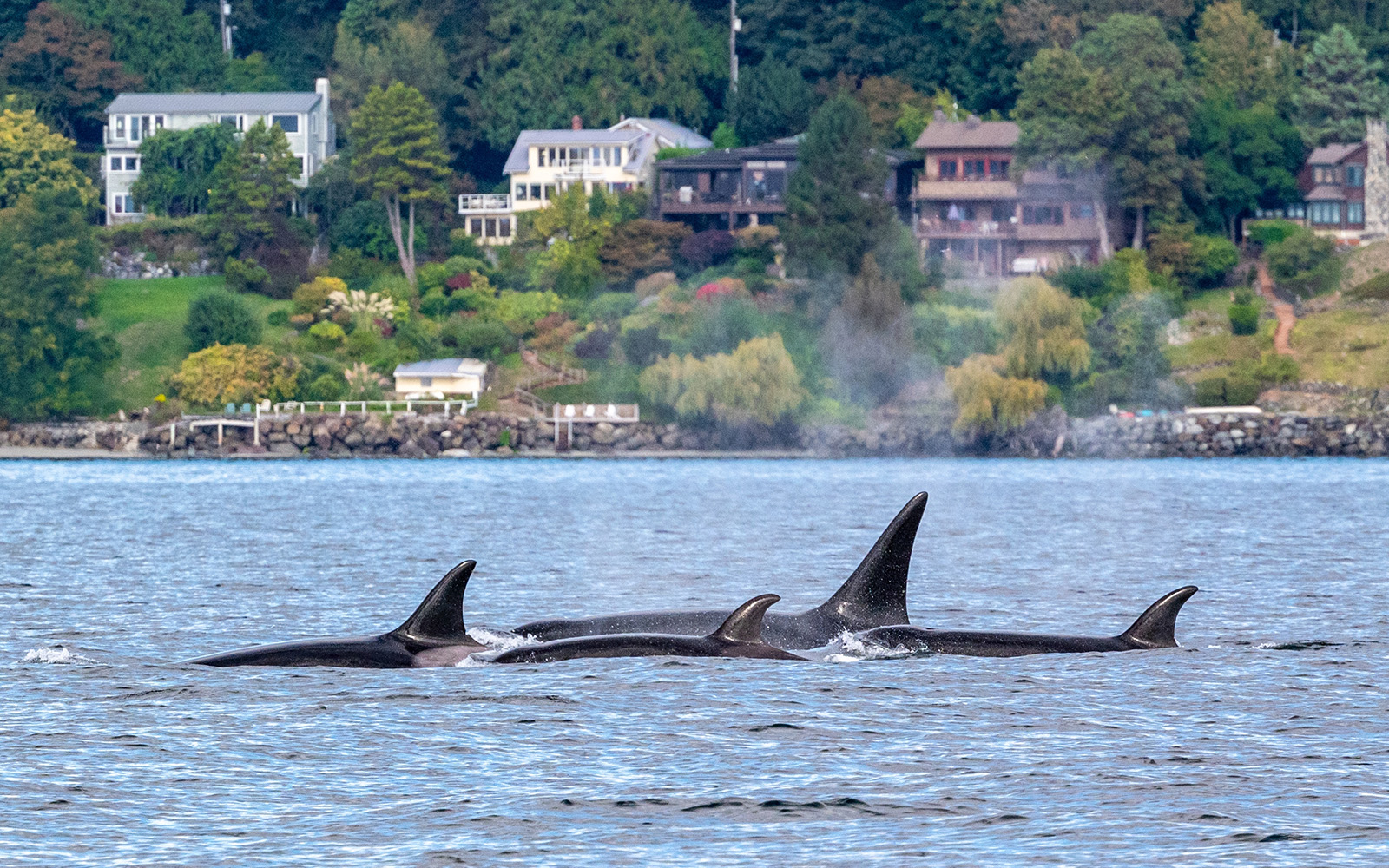 Southern Resident Conservation Groups Against More Affordable Housing Just Assuming Orcas Also Racist