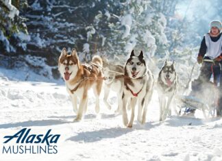 Alaska Airlines Prepares Pivot to Dog Sledding Just in Case Whole Airline Industry Thing Doesn’t Work Out