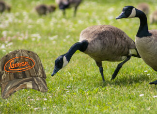Geese Can’t Believe How Much Crap Humans Leave in Grass
