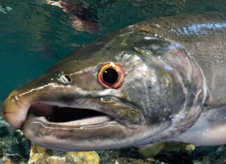 Cocaine Salmon Would Like to See You Swim That Far Upstream without a Little Bump