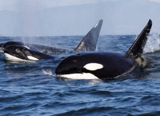 Orcas Getting a Little Sick and Tired of Being Asked to Solve All Your Billionaire Problems