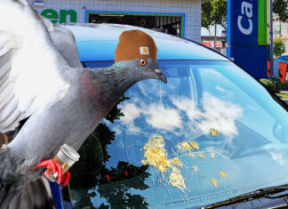 Pigeon Does Some of His Best Shitting by Carwash