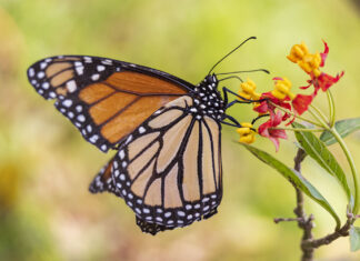 GOP Says Mitch McConnell Still Alive, Just Butterfly Now