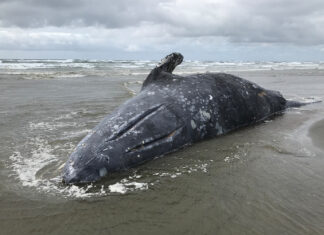 Spike in Gray Whale Deaths Attributed to Lack of Police in Ocean