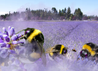 Bumble Bees at Sequim Lavender Festival Baked AF