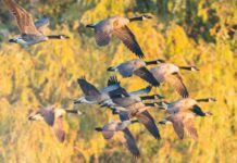 Report: Canada Geese Tourism to United States Down 85%