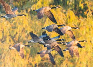 Report: Canada Geese Tourism to United States Down 85%